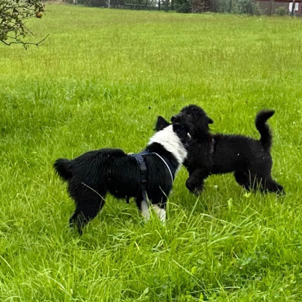 Hundetreffen-Walk/Training für Welpen und Junghunde (bis 2,5 Jahre)-Profilbild