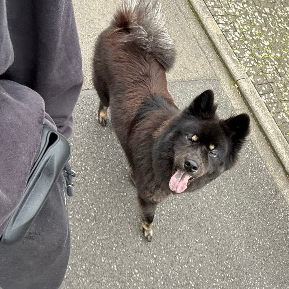 Hundetreffen-Gemeinsames Training-Profilbild