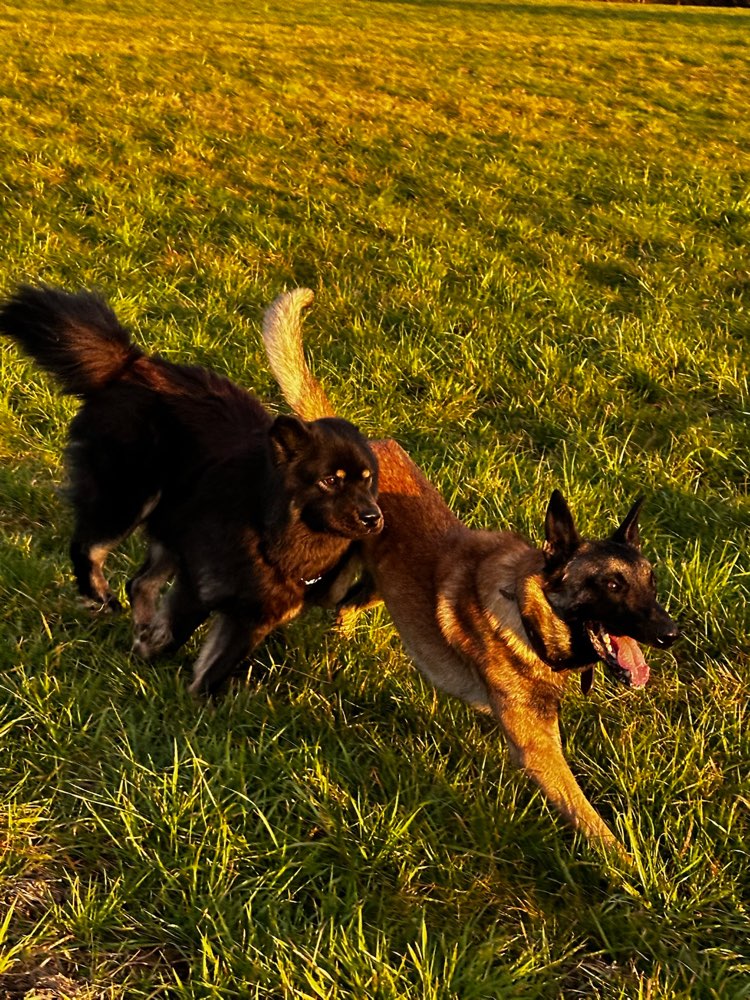 Hundetreffen-Hundetreff-Profilbild