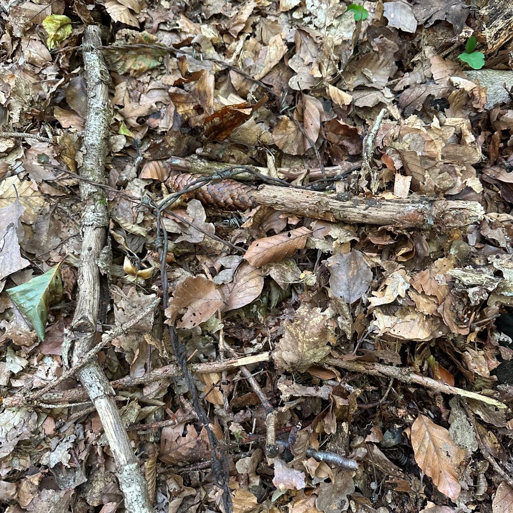 Giftköder-Stacheldraht unter Laub-Profilbild