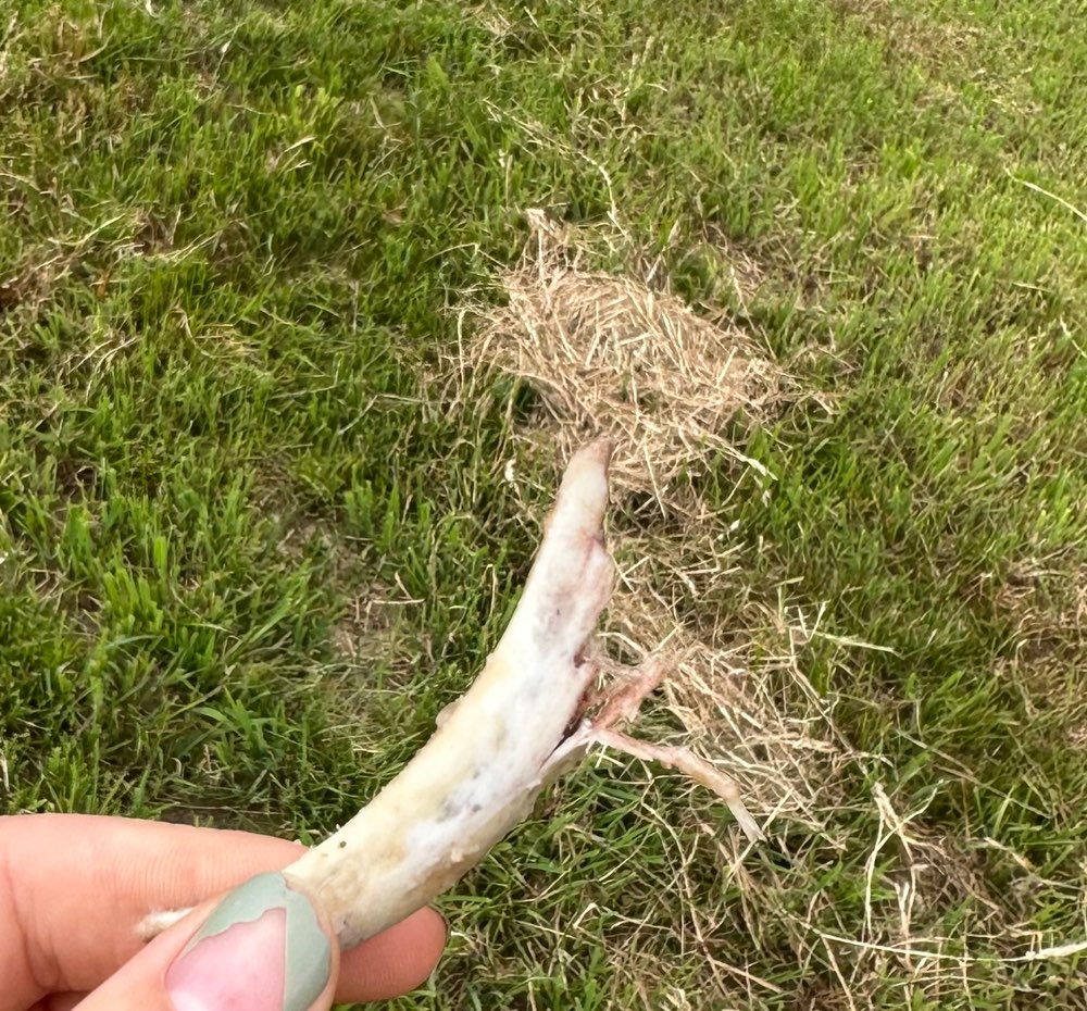 Giftköder-Hähnchenknochenteile-Profilbild