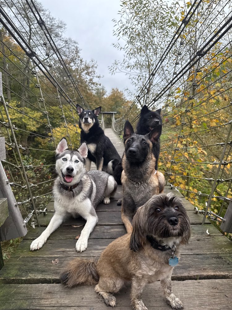 Hundetreffen-Hundetreff-Profilbild