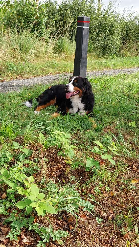 Hundetreffen-Spazieren, Oll-Streek  Tannenhausen-Profilbild