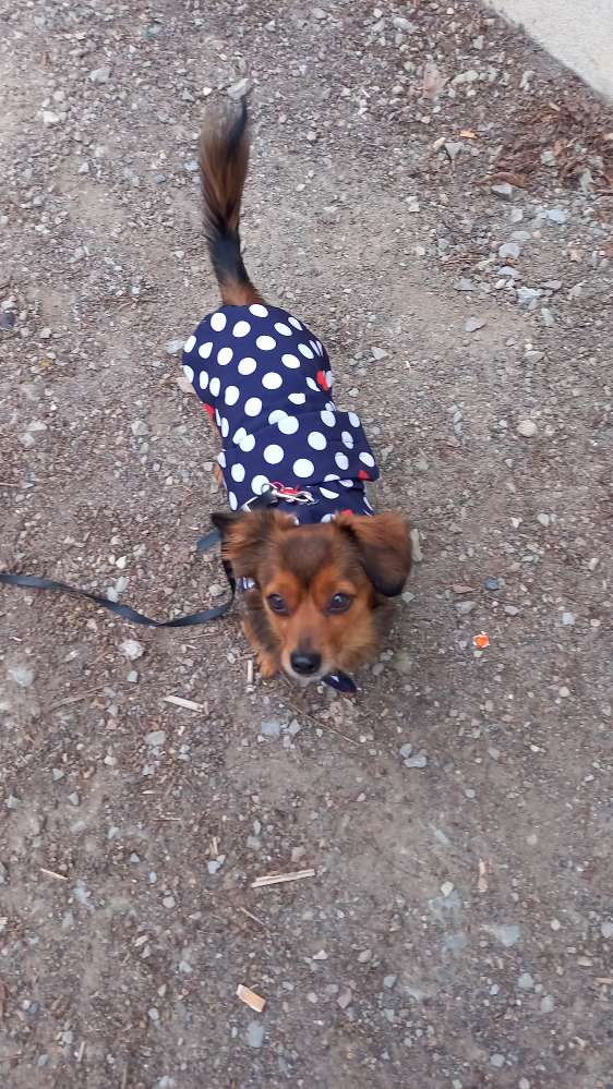 Hundetreffen-Einfache Gassirunden-Profilbild