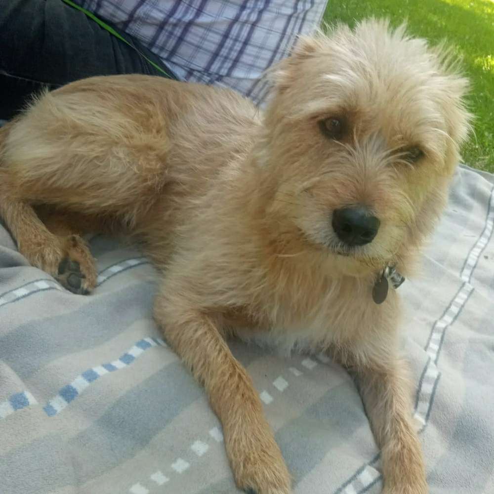 Hundetreffen-Anton sucht neue Freunde im Kreis Mainz-Profilbild