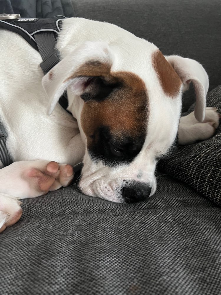 Hundetreffen-Welpenspiel in Brieselang, Falkensee oder Wustermark-Profilbild