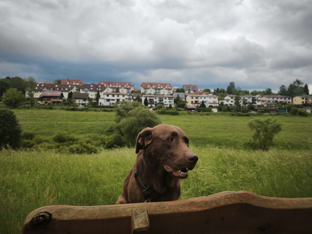Hundetreffen-Trainings und Lauf- Buddies-Profilbild