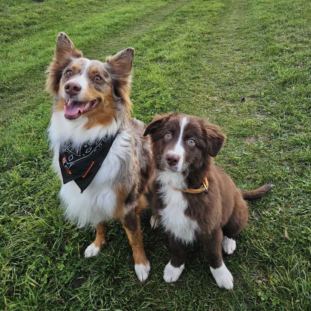 Hundetreffen-Aussie-Treff bei Lpz.-Profilbild