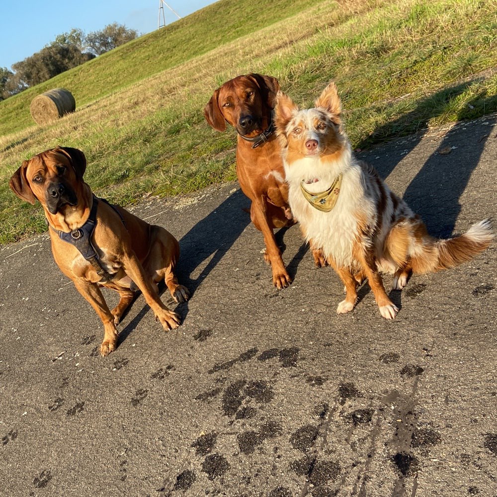 Hundetreffen-Gassi Runde in Zwenkau an der weißen Elster-Profilbild