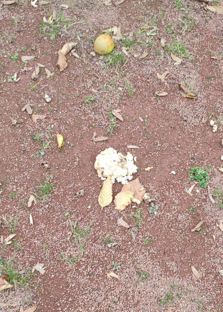 Giftköder-Achtung großflächig verteilte Nudeln!-Profilbild