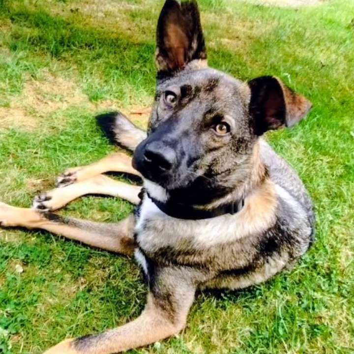 Giftköder-Giftköder-Profilbild