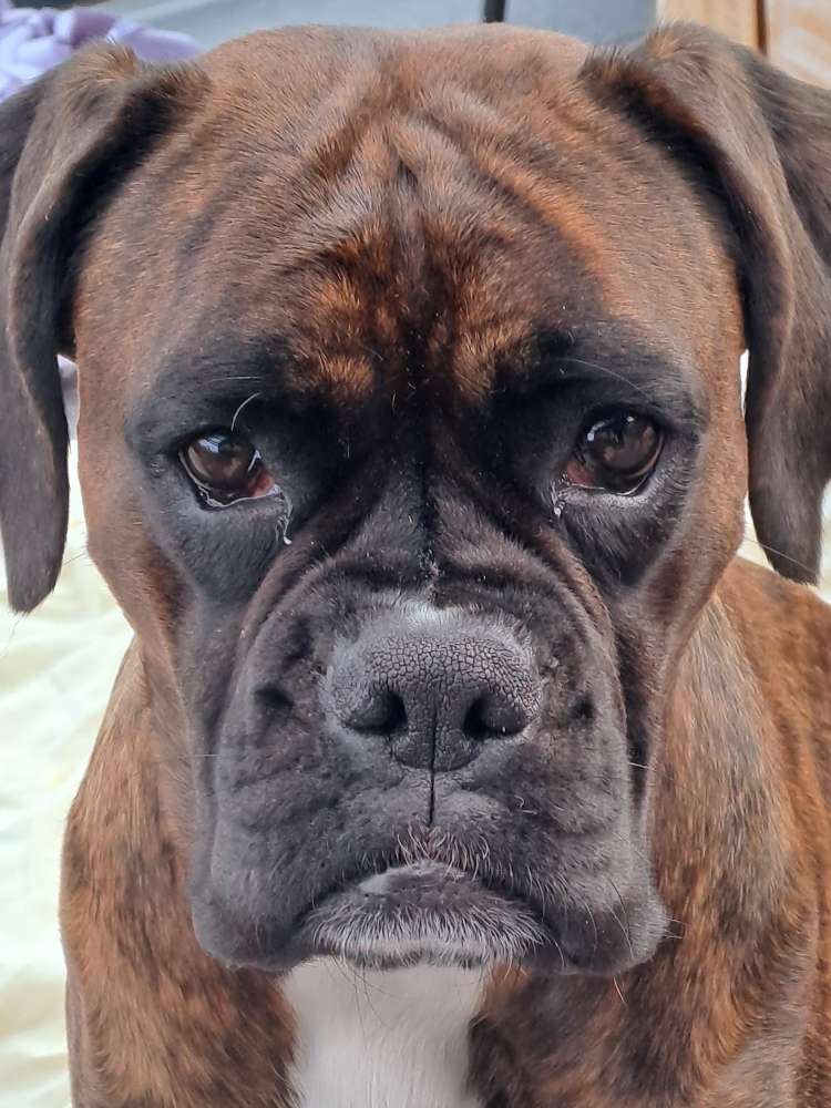 Hundetreffen-Gemeinsame Hunderunde in der Südstadt-Profilbild