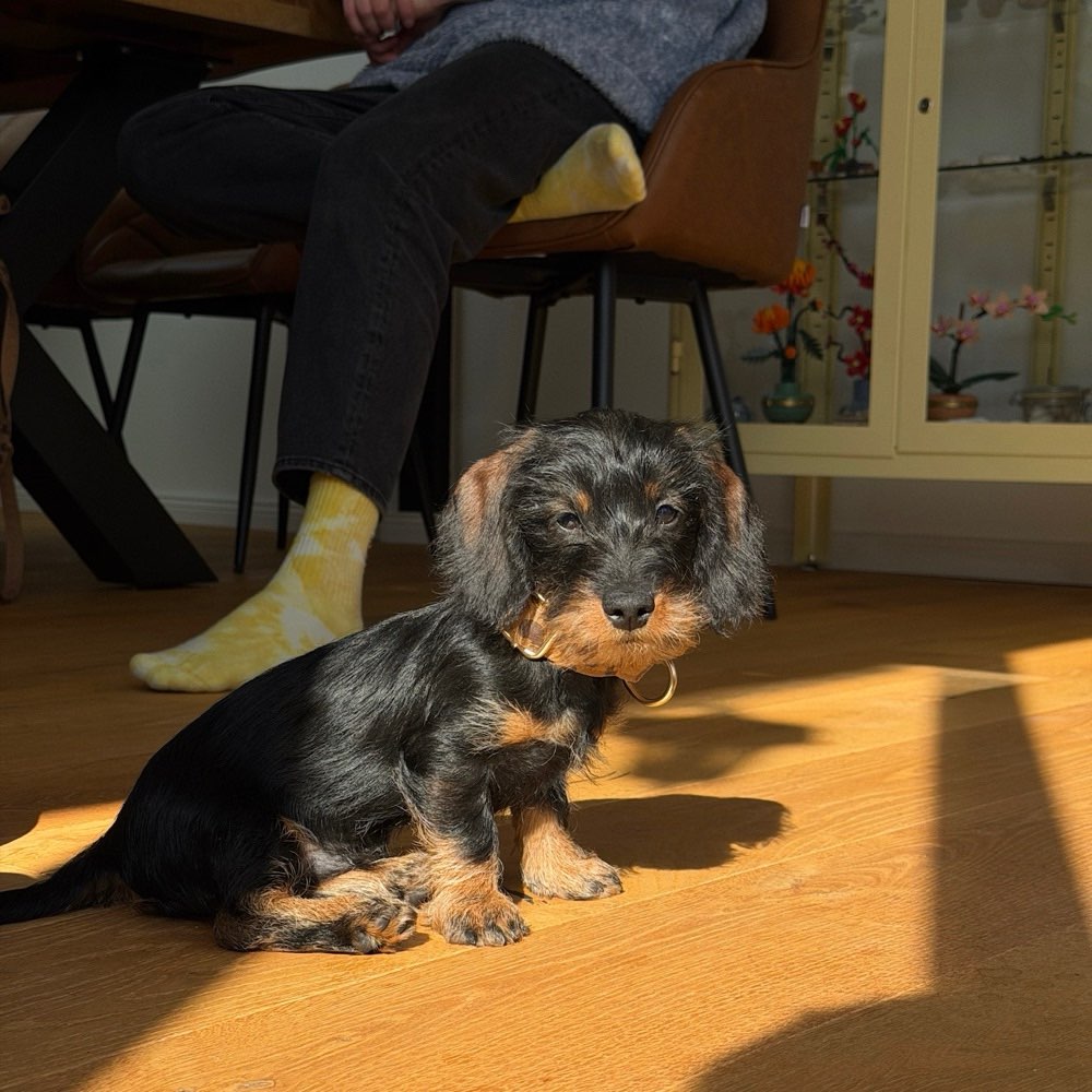 Hundetreffen-Welpen Playdate-Profilbild