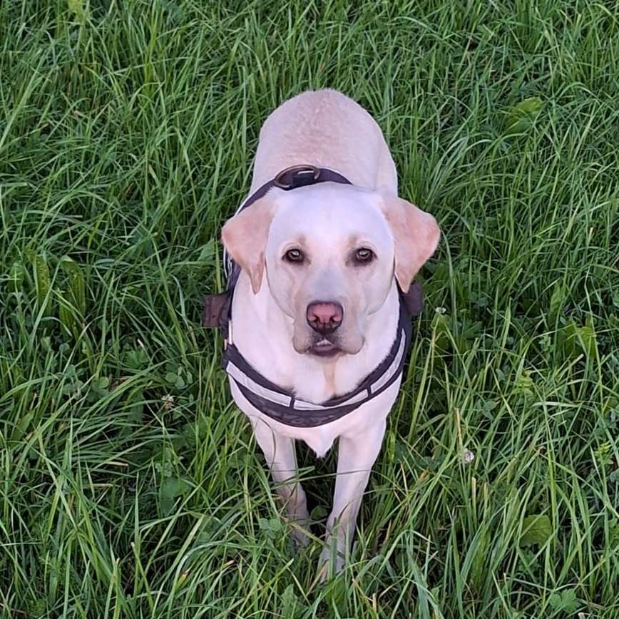 Hundetreffen-Spielrunde in Teisendorf-Profilbild