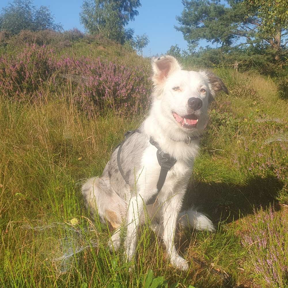 Hundetreffen-Geübtes Canicross Team gesucht-Profilbild