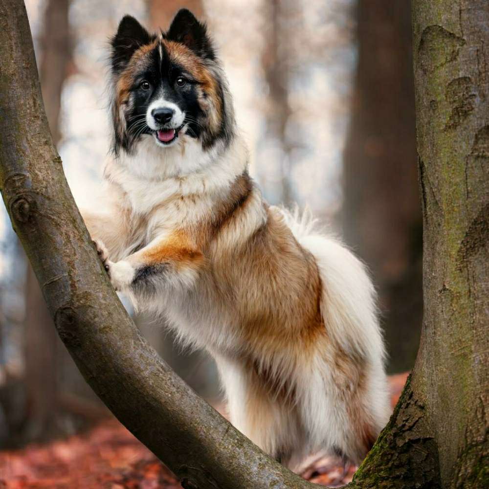 Hundetreffen-Trainings- und Spielpartner gesucht-Profilbild