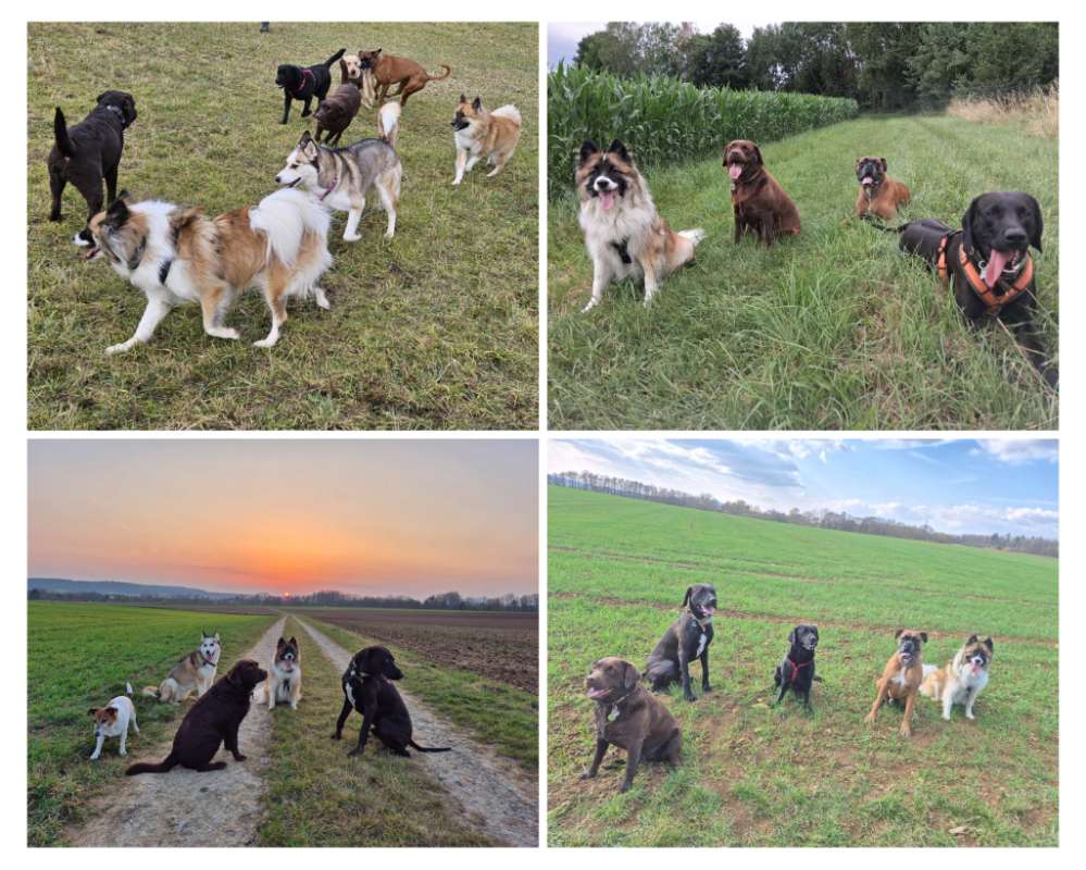 Hundetreffen-Spieltreffen, Spaziergänge & gemeinsame Wanderungen-Profilbild