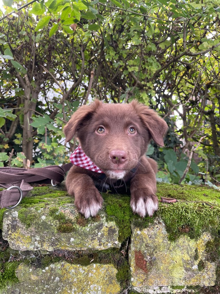 Hundetreffen-Welpentreff zum trainieren evtl auch spielen.-Profilbild