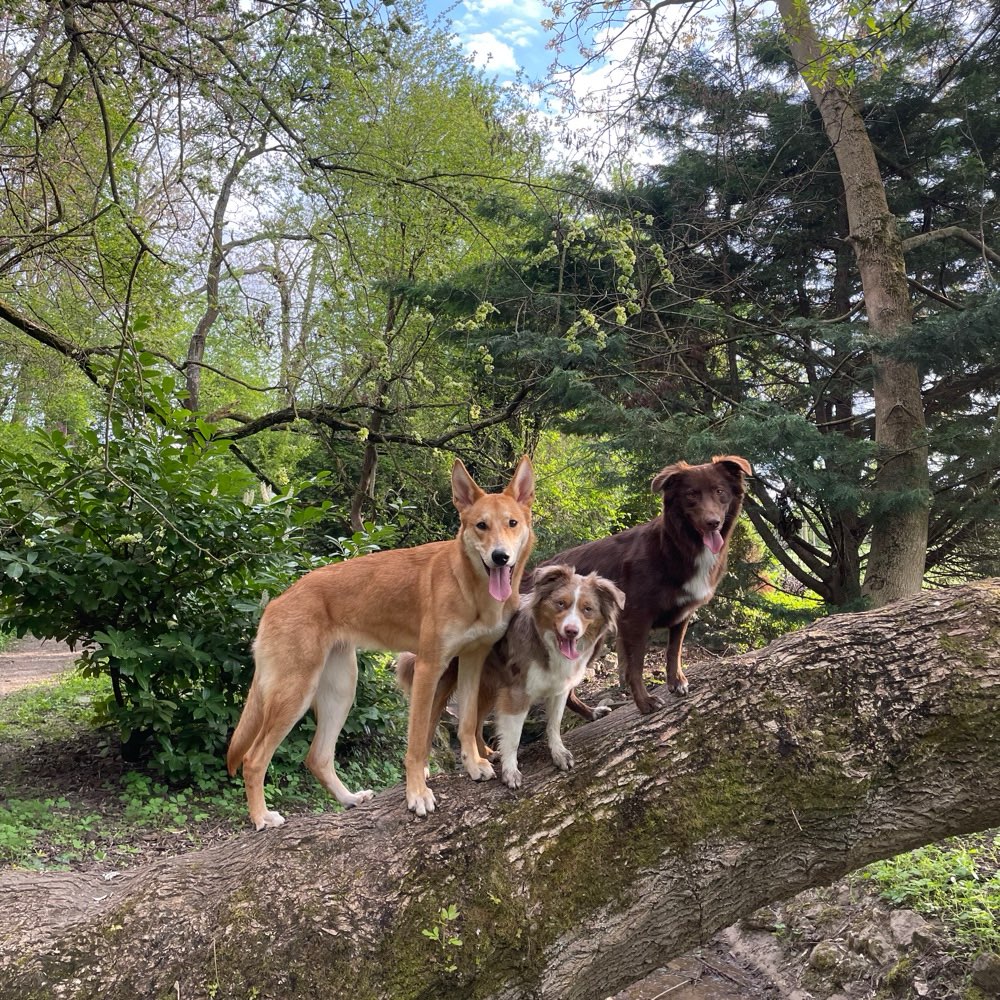 Hundetreffen-Social Walk-Profilbild