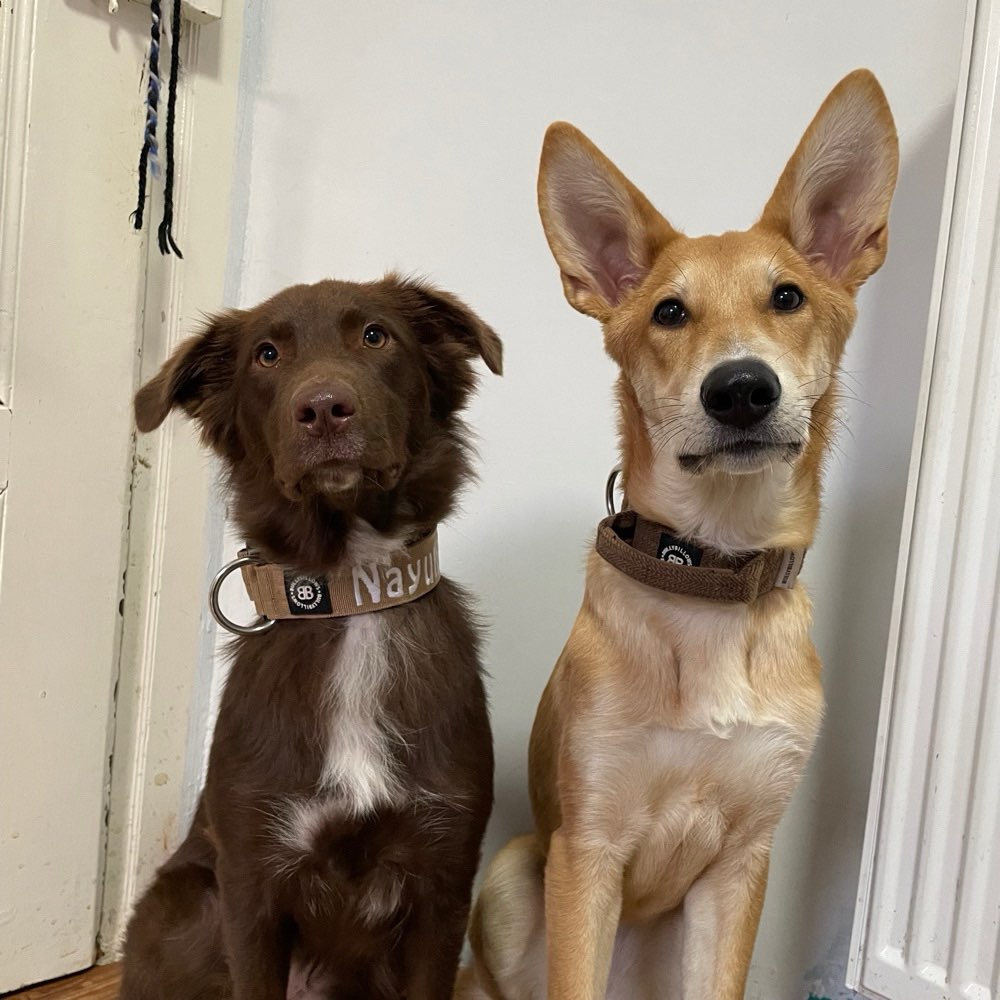 Hundetreffen-Social Walk-Profilbild