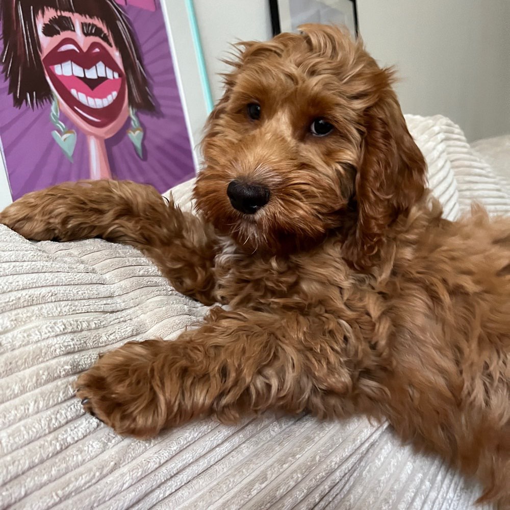 Hundetreffen-Gassirunde-Profilbild