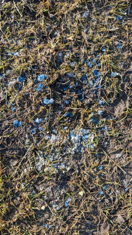 Giftköder-Blaues Zeug Hundeauslaufplatz Promenade-Profilbild