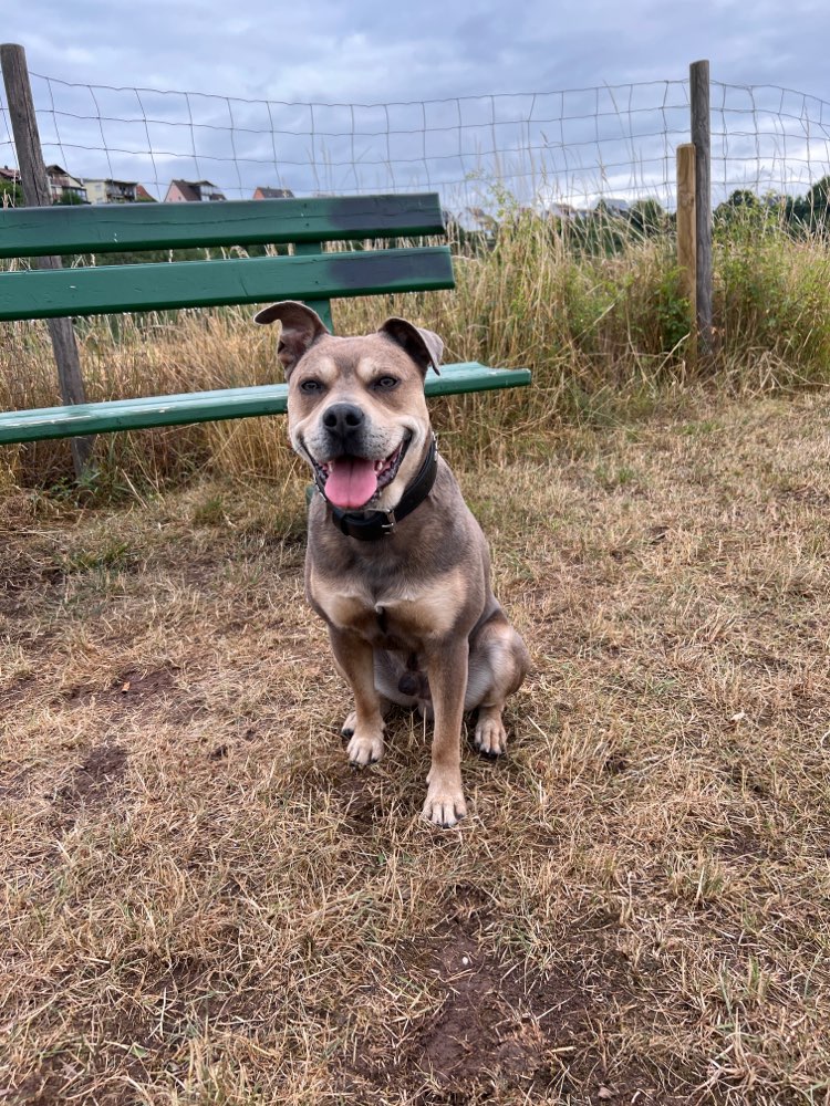 Hundetreffen-Spielen macht Spaß ☺️-Profilbild