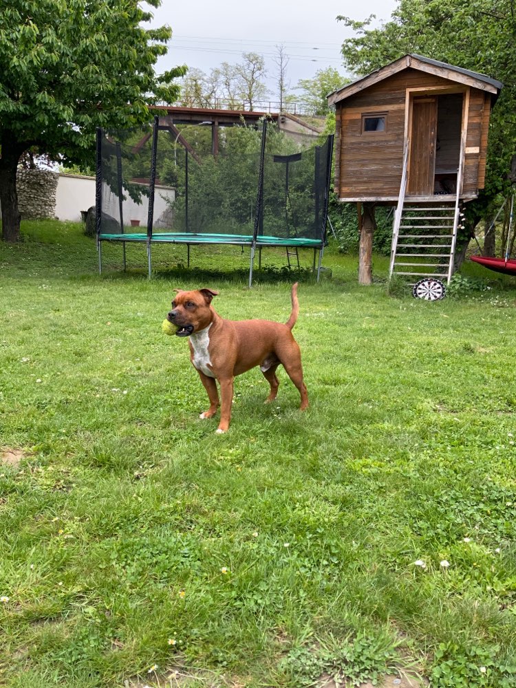 Hundetreffen-Gassirunde Neuenburg/Müllheim-Profilbild