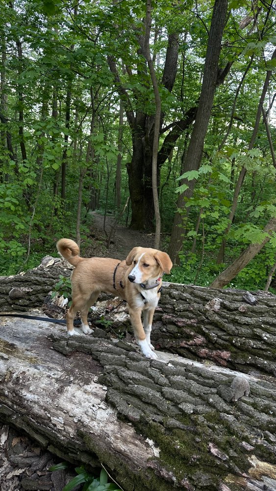 Hundetreffen-Junghundetreffen im Schwarzenbergpark-Profilbild