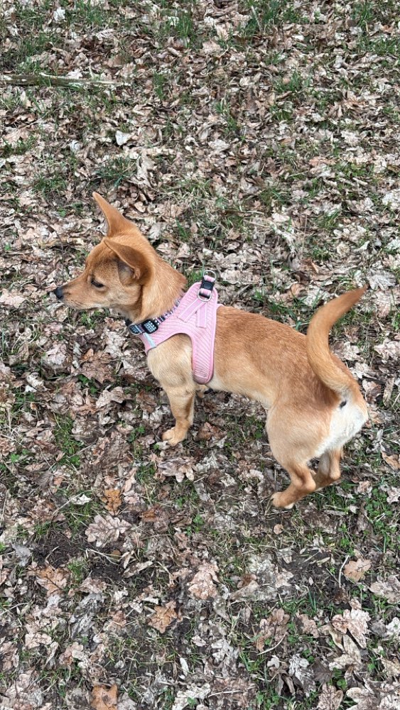 Hundetreffen-Spieltreff mit Stella, 7 Monate-Profilbild