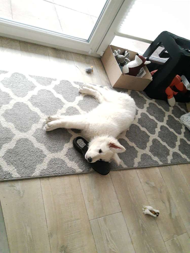 Hundetreffen-Sozialisierung-Profilbild