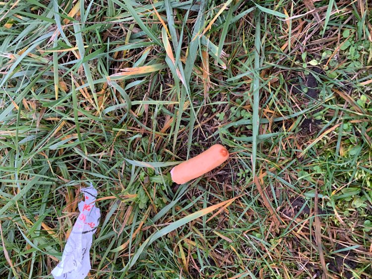 Giftköder-Vermutlich ein Giftköder-Profilbild