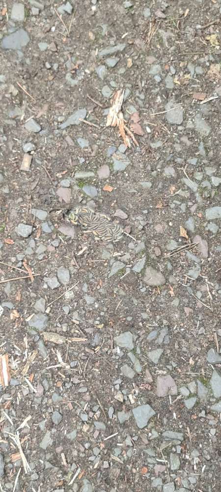 Giftköder-Eichenprozessionsspinner-Profilbild