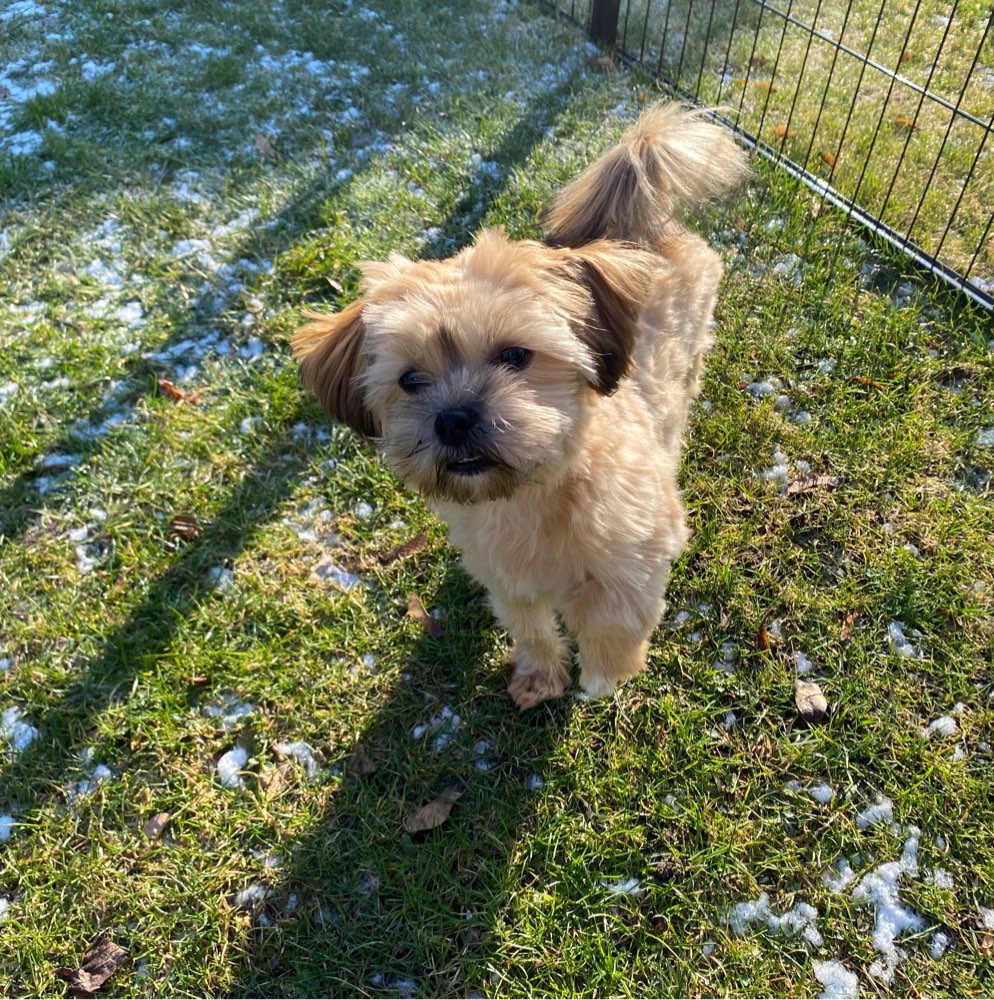 Hundetreffen-Spieltreff und Gassirunde in 13187 Berlin-Profilbild