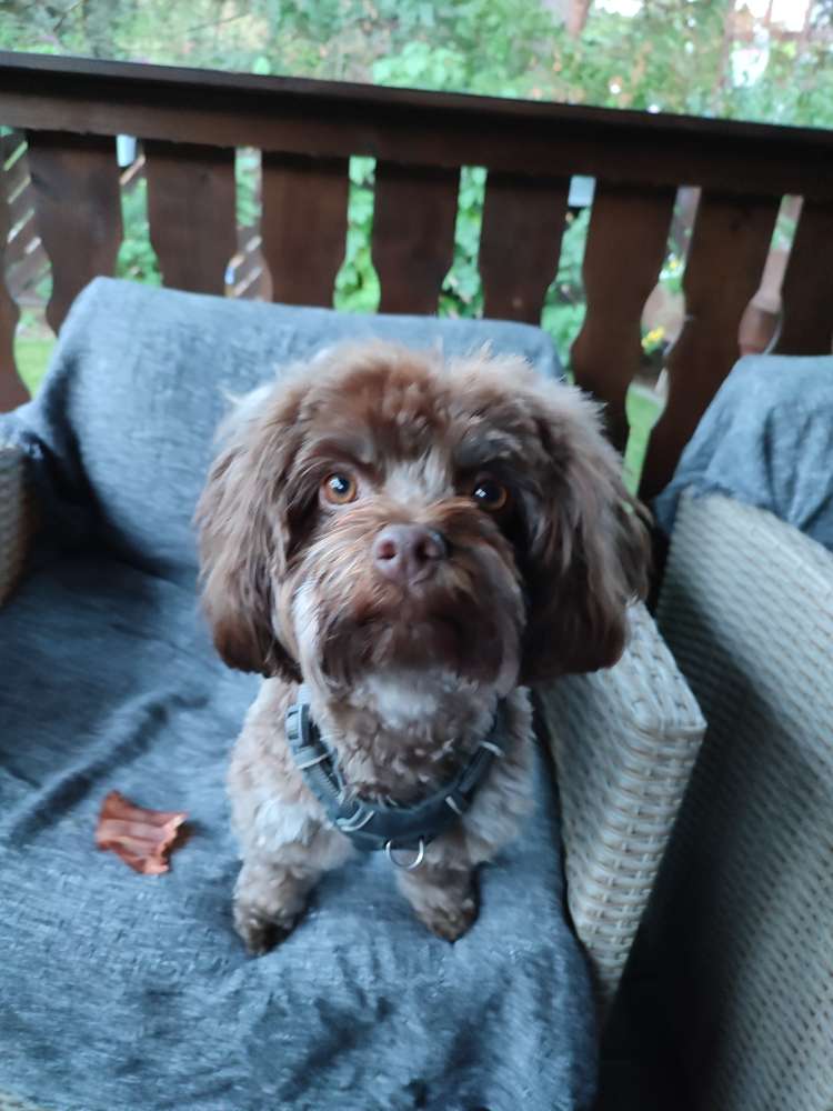 Hundetreffen-Gassirunde im Spitzgrundwald m-Profilbild