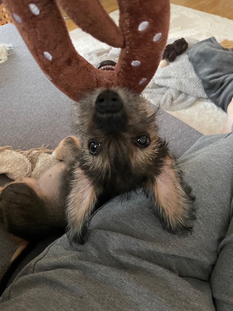 Hundetreffen-Spieltreff: Moosach / Olympiapark / englischer Garten / Nymphenburg-Profilbild