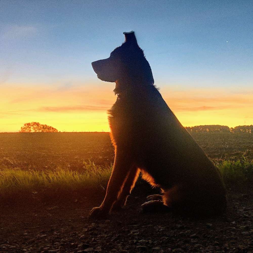 Hundetreffen-Wandern, Bewegung, Spiel und Beschäftigung 🐶🐾-Profilbild