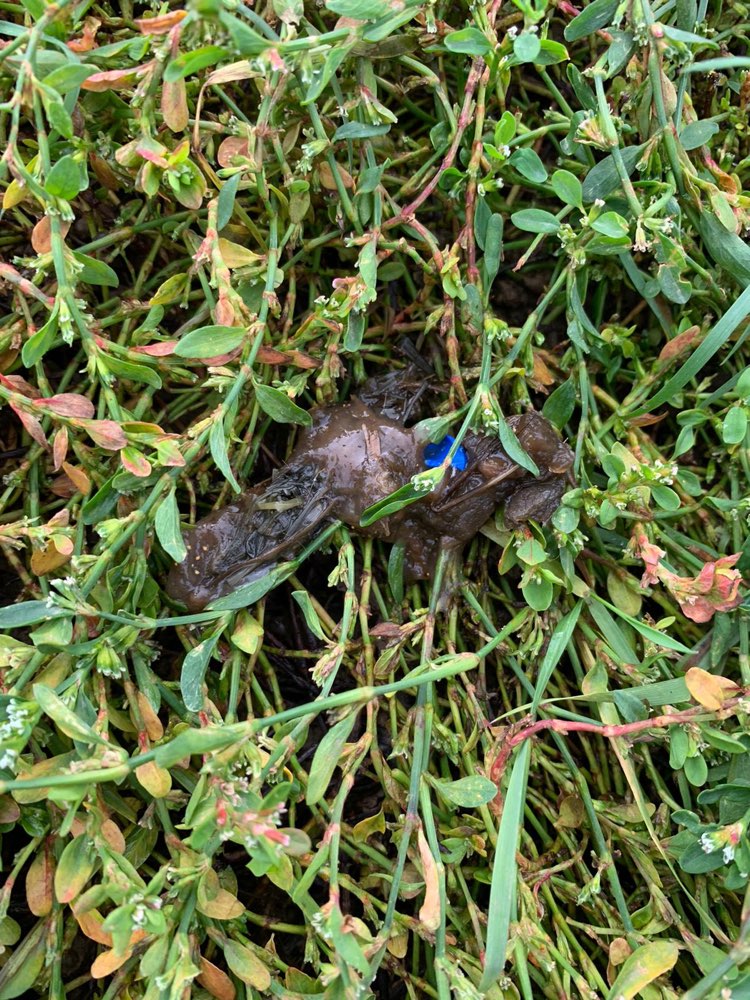 Giftköder-Komisches Etwas-Profilbild