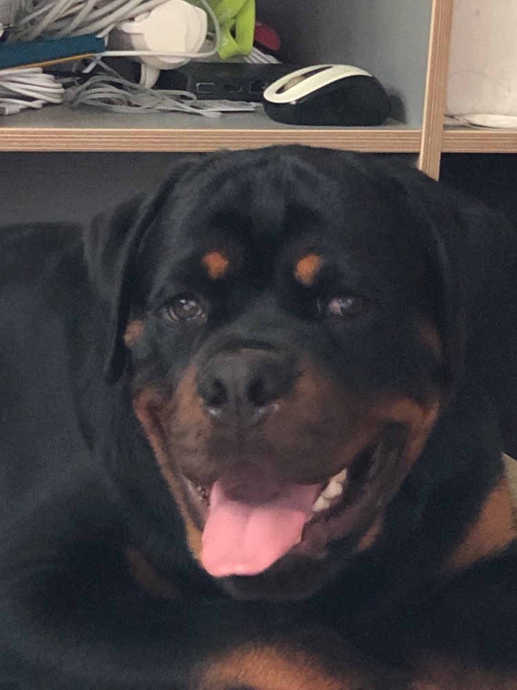 Hundetreffen-1-1 Playdate for a strong dog-Profilbild