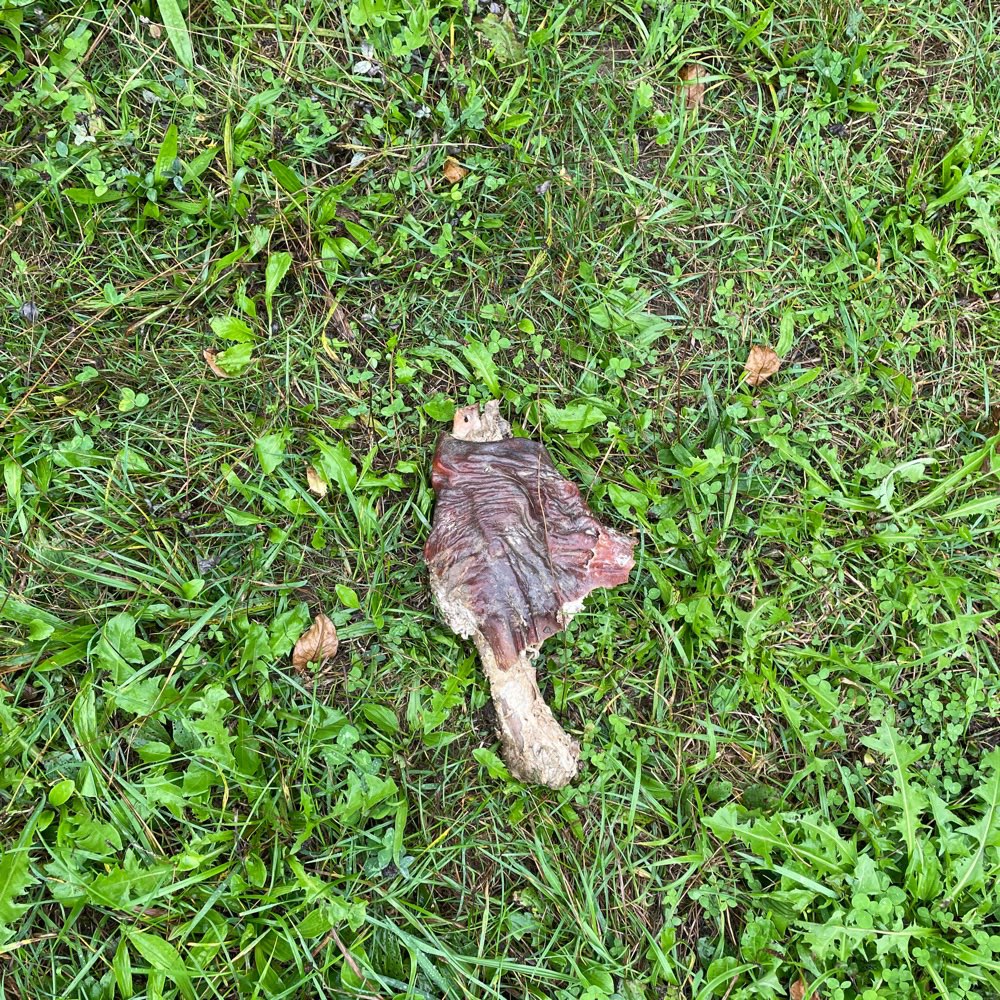 Giftköder-Großer Kauartikel-Profilbild