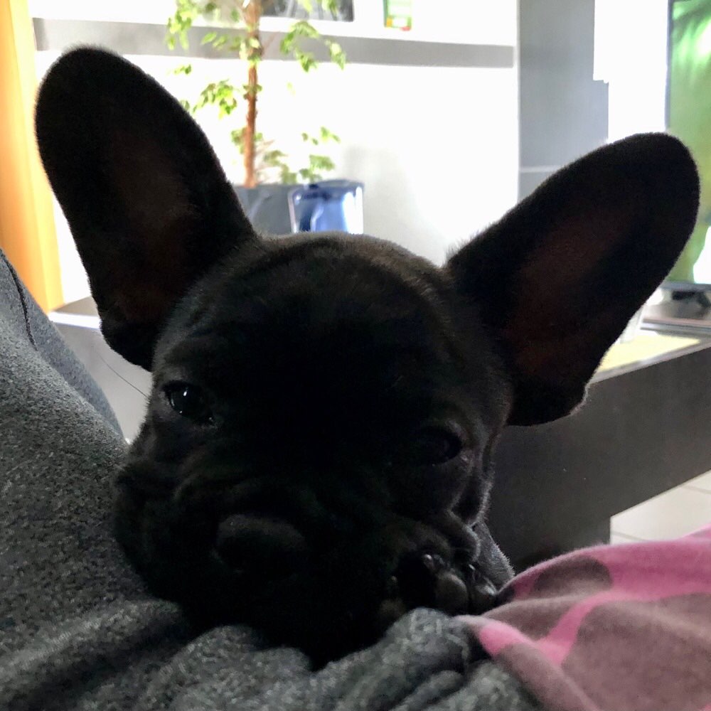 Hundetreffen-Welpentreff 🐶🐶-Profilbild