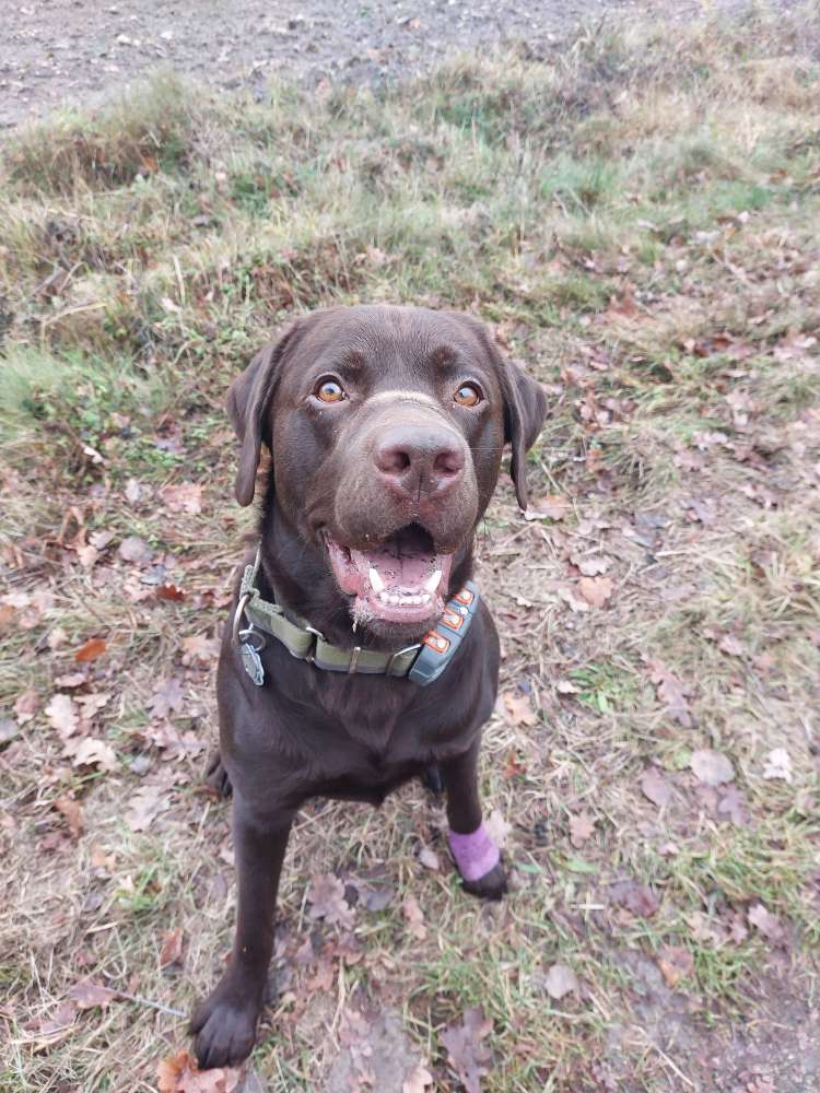 Hundetreffen-Hündin zum Spielen gesucht-Profilbild