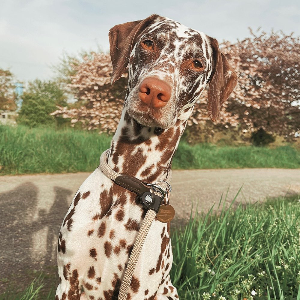 Hundetreffen-Hundetreffen (keine stürmischen Hunde)-Profilbild