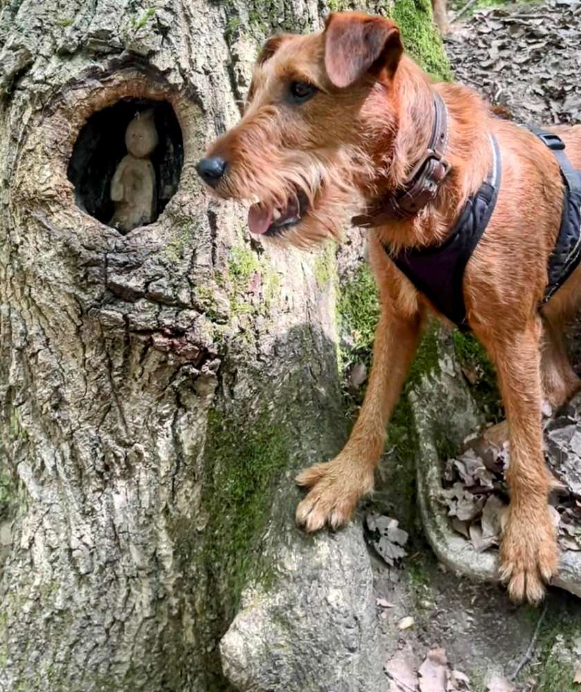 Hundetreffen-Entspannte Gassirunde an der Leine-Profilbild