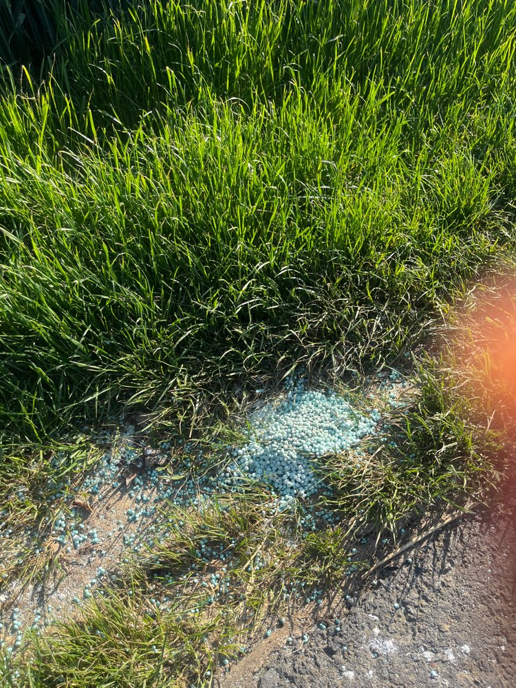 Giftköder-Blaukorn-Profilbild