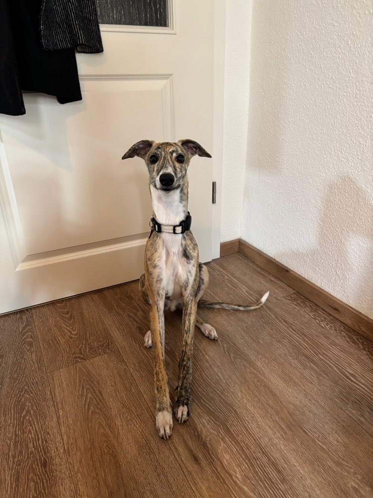 Hundetreffen-Junghund Sozialisierungstreff-Profilbild