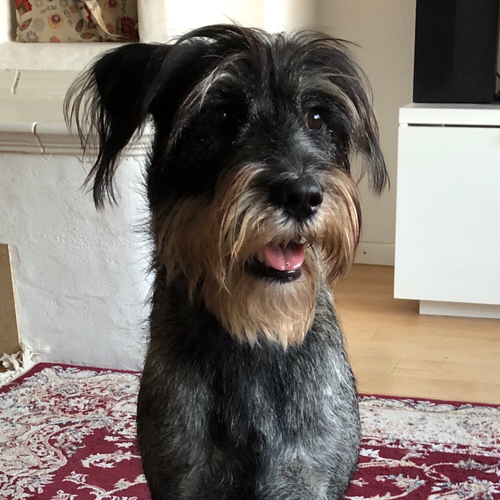 Hundetreffen-Gassipartner im nördlichen Englischen Garten gesucht-Profilbild