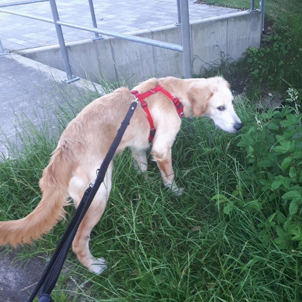 Hundetreffen-Gassi gehen zu zweit wäre mal etwas neues :)-Profilbild