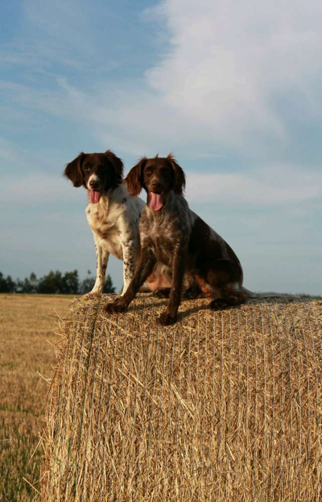 Hundetreffen-Gemeinsame Gassirunden im Raum Hornbach Großsteinhausen und Umgebung.-Profilbild