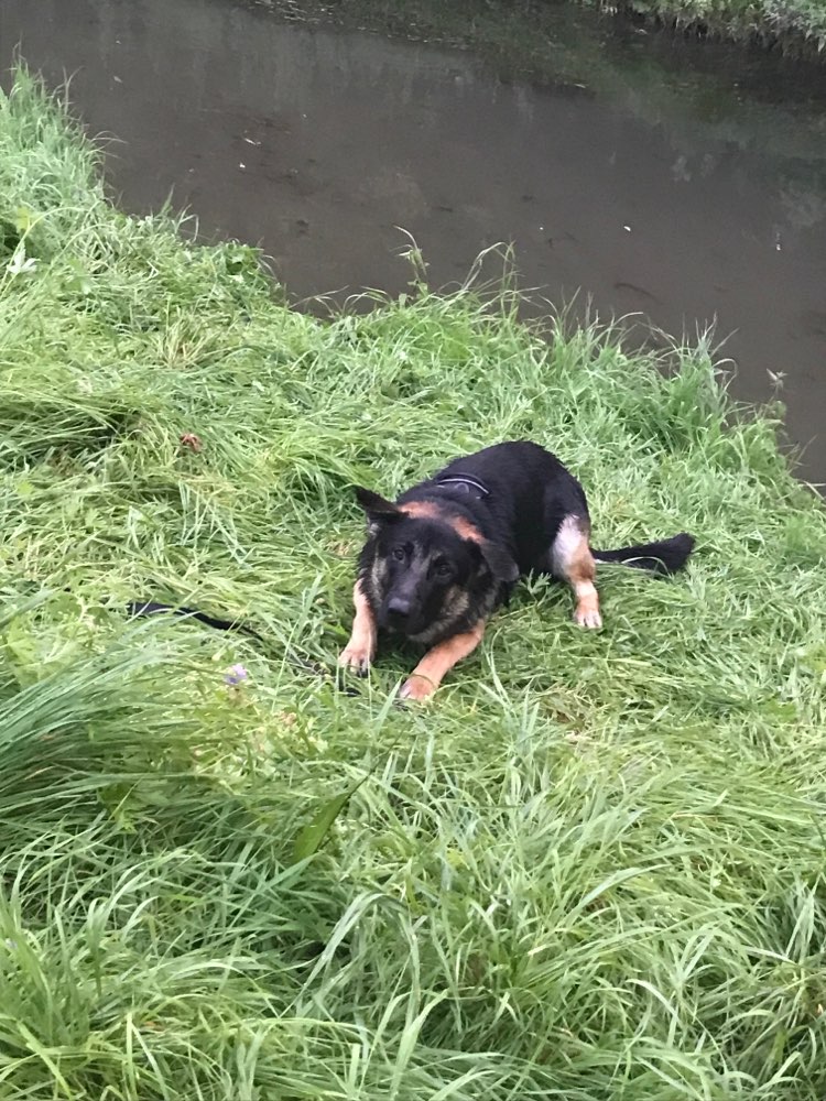 Hundetreffen-Junghund sucht Spielkamaraden-Profilbild